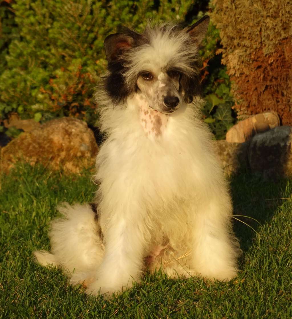 Forseti's Nadine Novelle