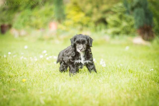 Forseti's Outta Sight