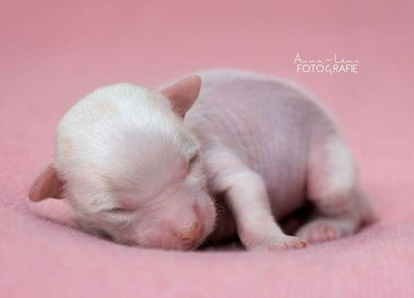 Little Rehma's Malik