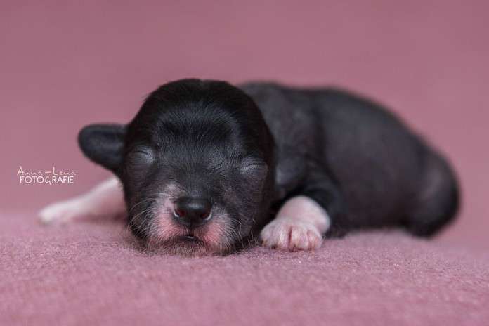 Little Rehma's Nalek