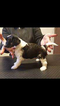 Luckytern I'Ll Tumble For Ya