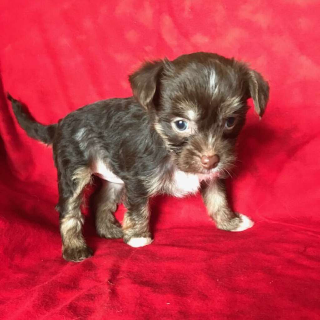 Raven's Fancy Prance Unicorn