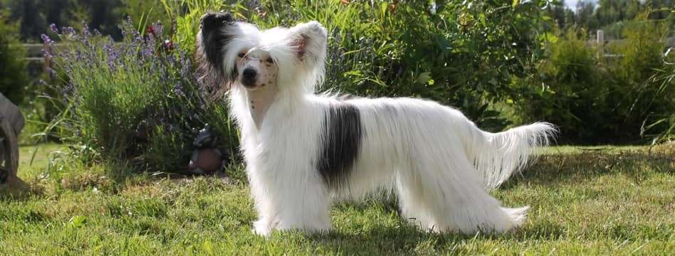 Jean Dark Ocean Pearl