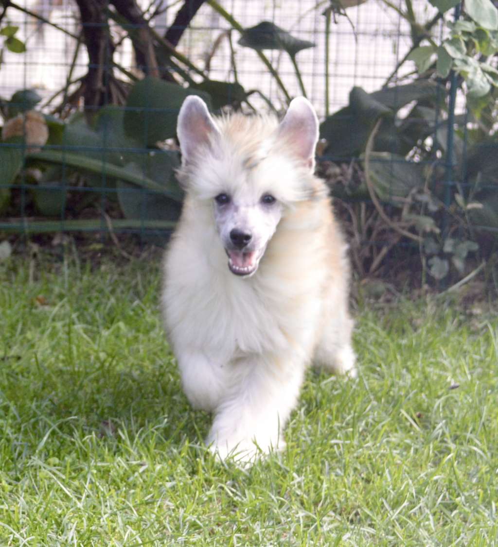 La Miracle von Shinbashi