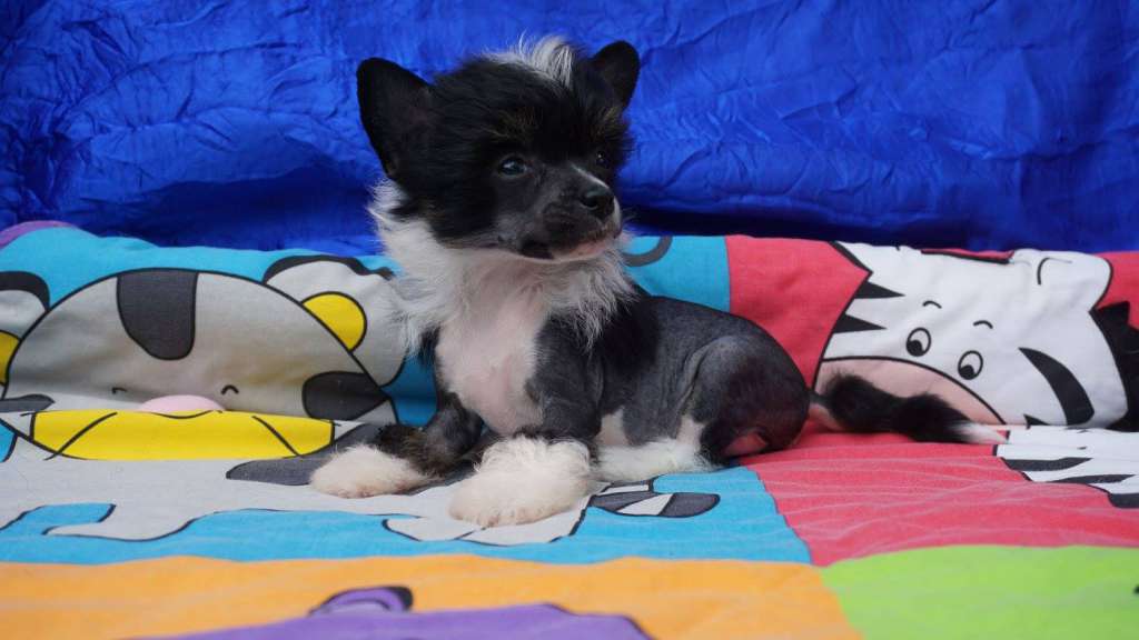 Kamilla Planet Of Dream