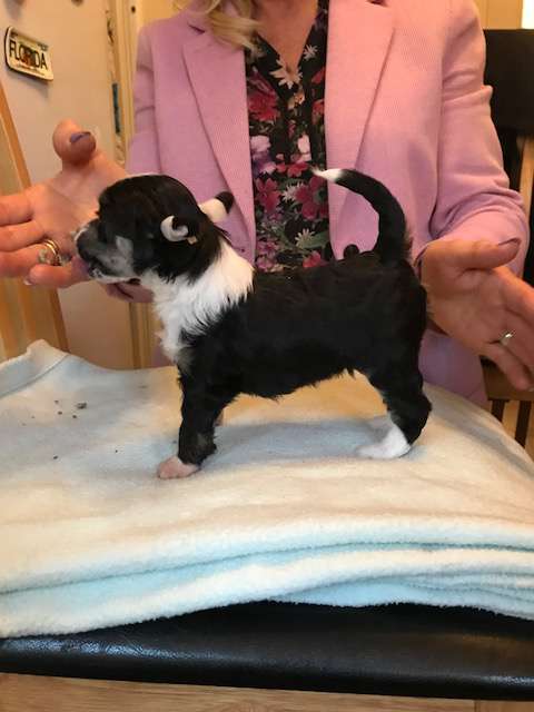 Konishiki Easter Chick