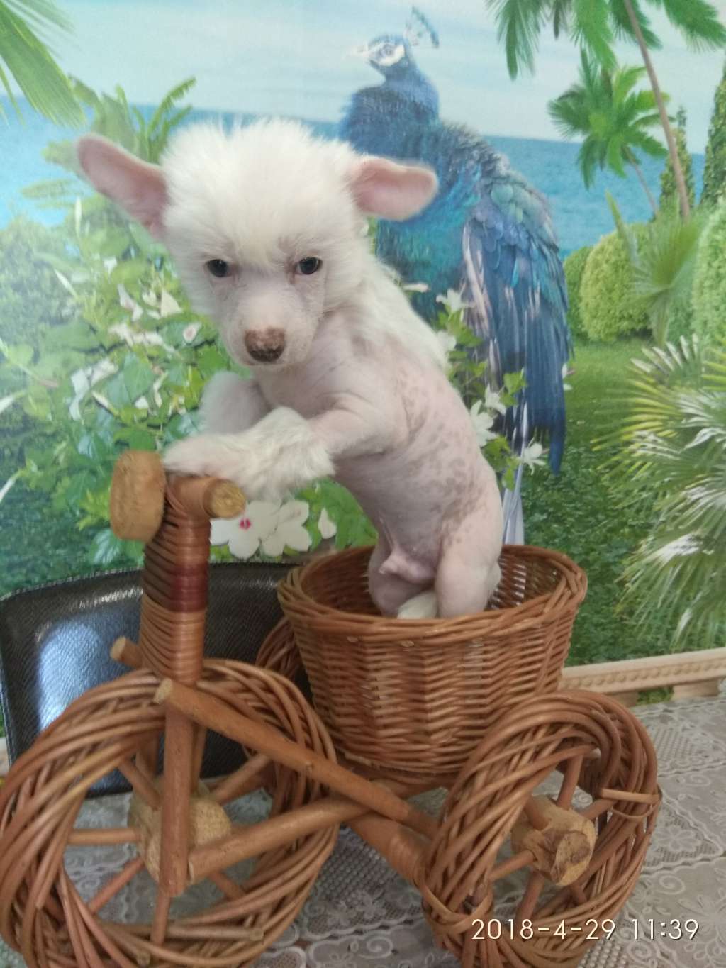 Master Rikke Bonus Westtai