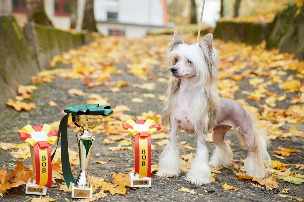 Olegro Katrin Absolute Value