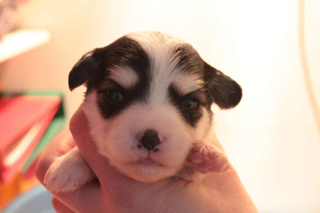 Allegranden Häftig Tjej