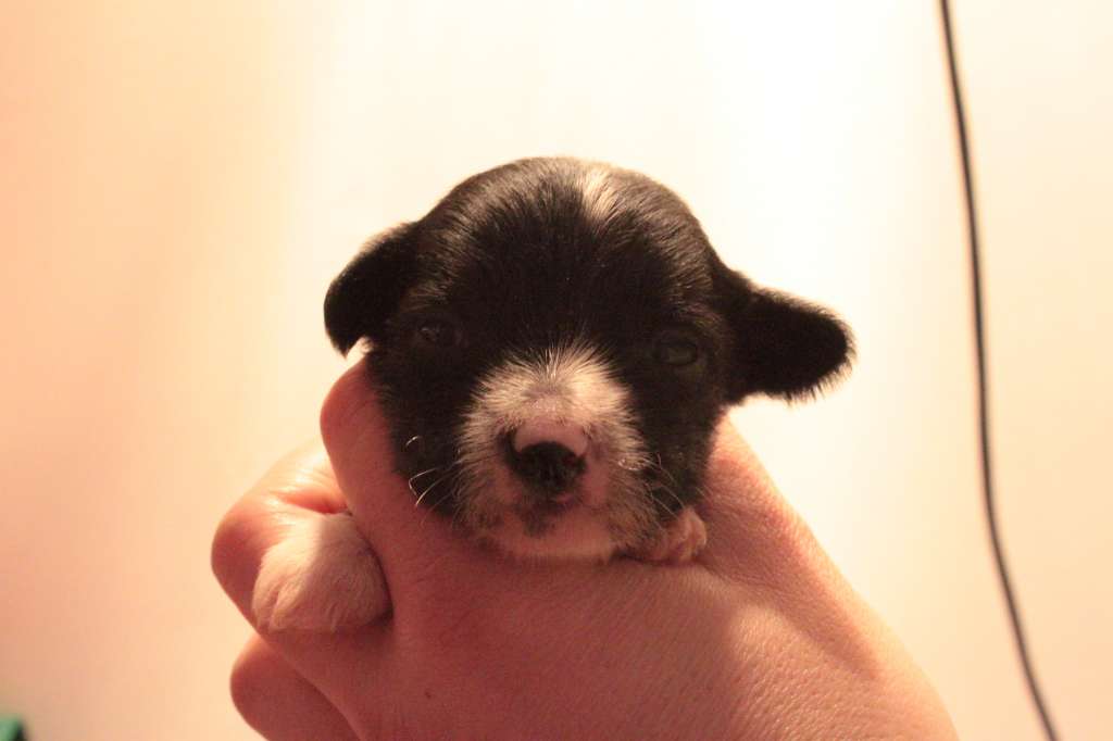 Allegranden Hälsar Från Villa Villekulla