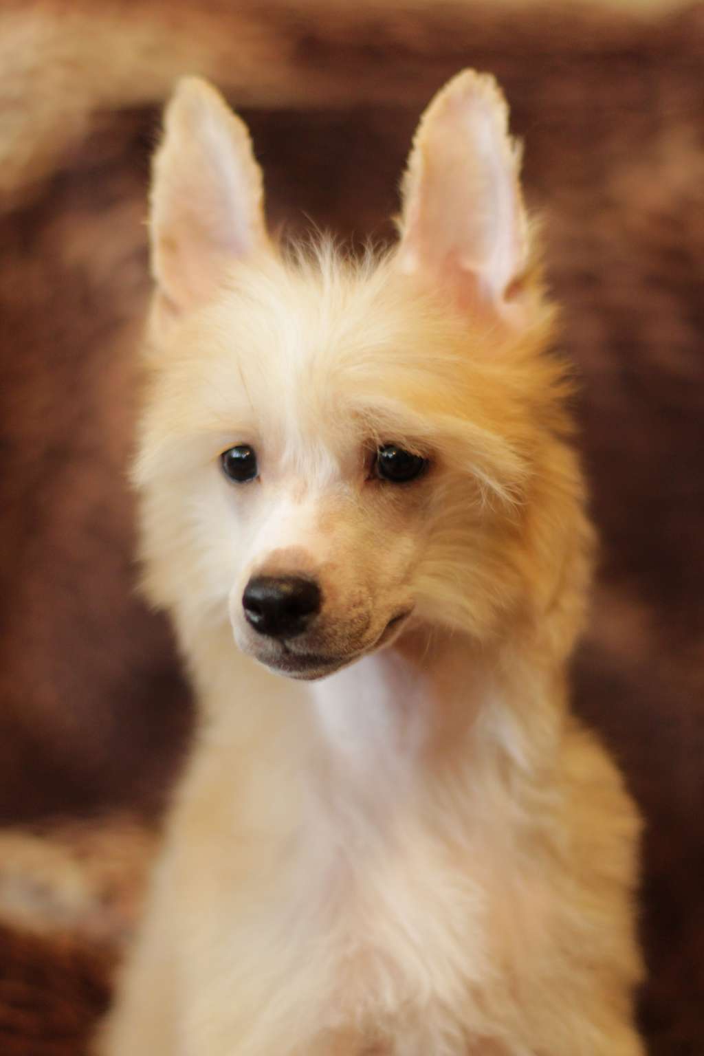 Star Style Vingrey Grand