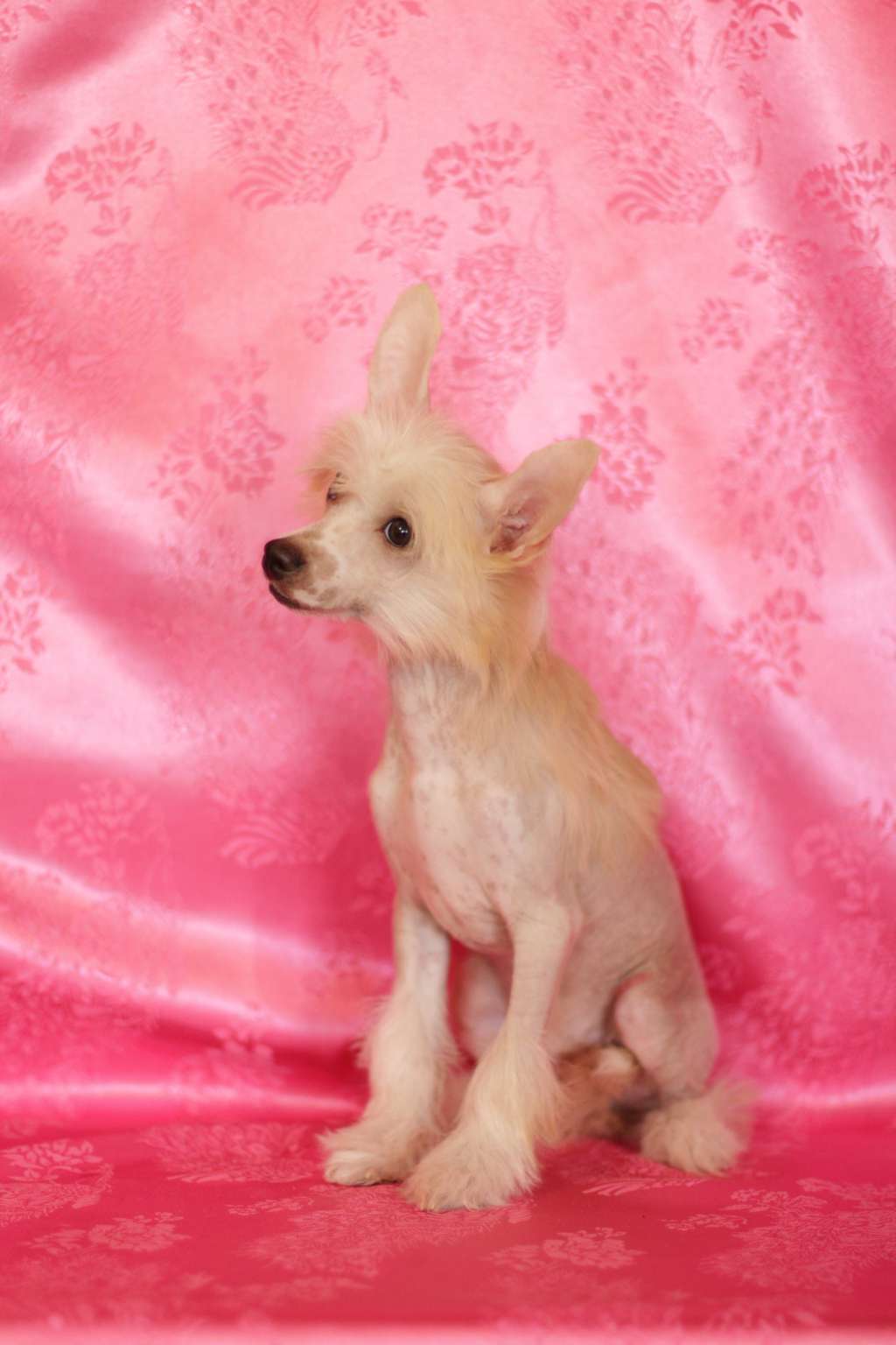 Star Style Velikii Lord For Komadare