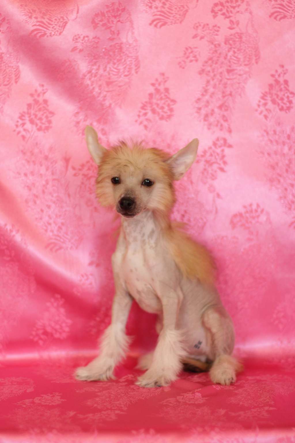 Star Style Vizard King