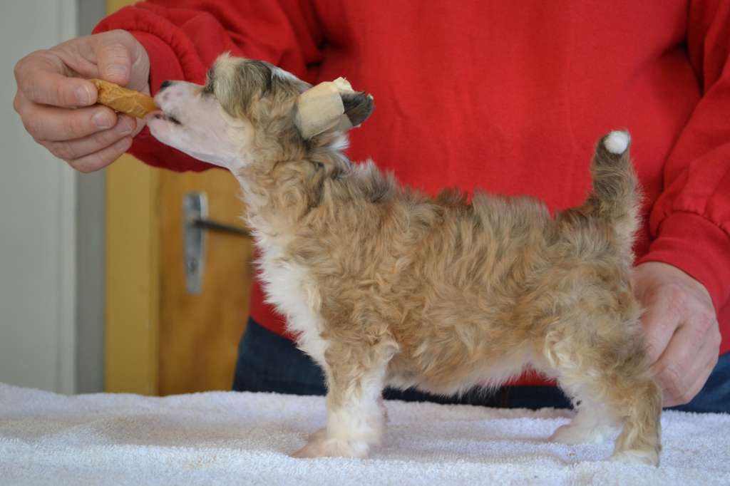 Eventyrvannets Frøya Fabeldronning