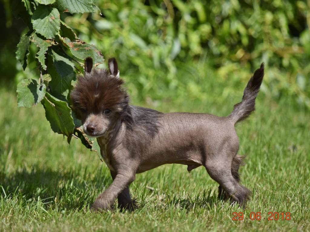 Ozzy Falco Bos Bohemia