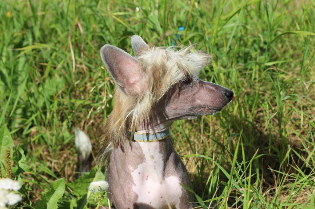 Kredo Festa Benedictine