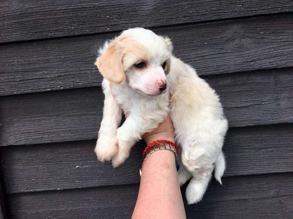 Tournais Big Bad Wolf