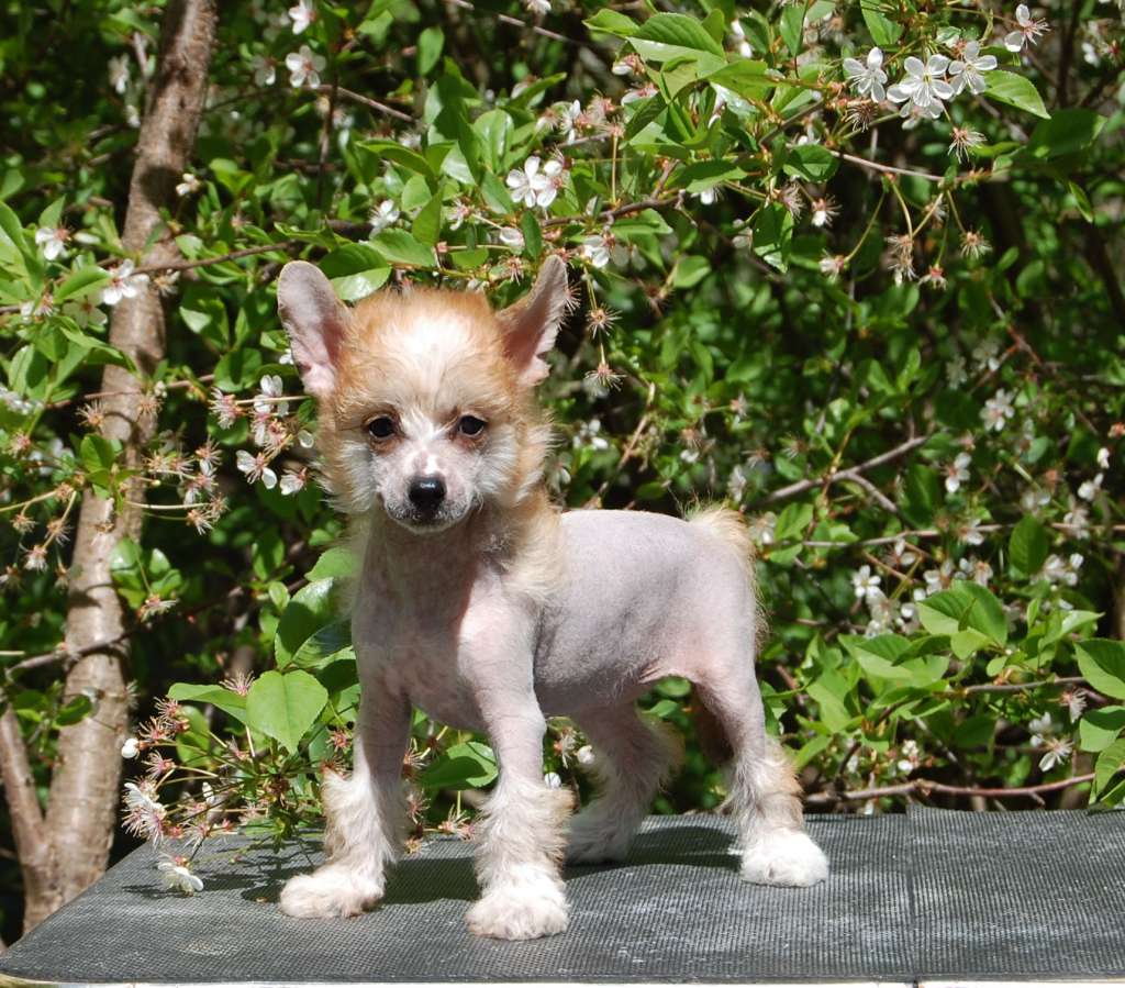 Gidaori Orange Swirl