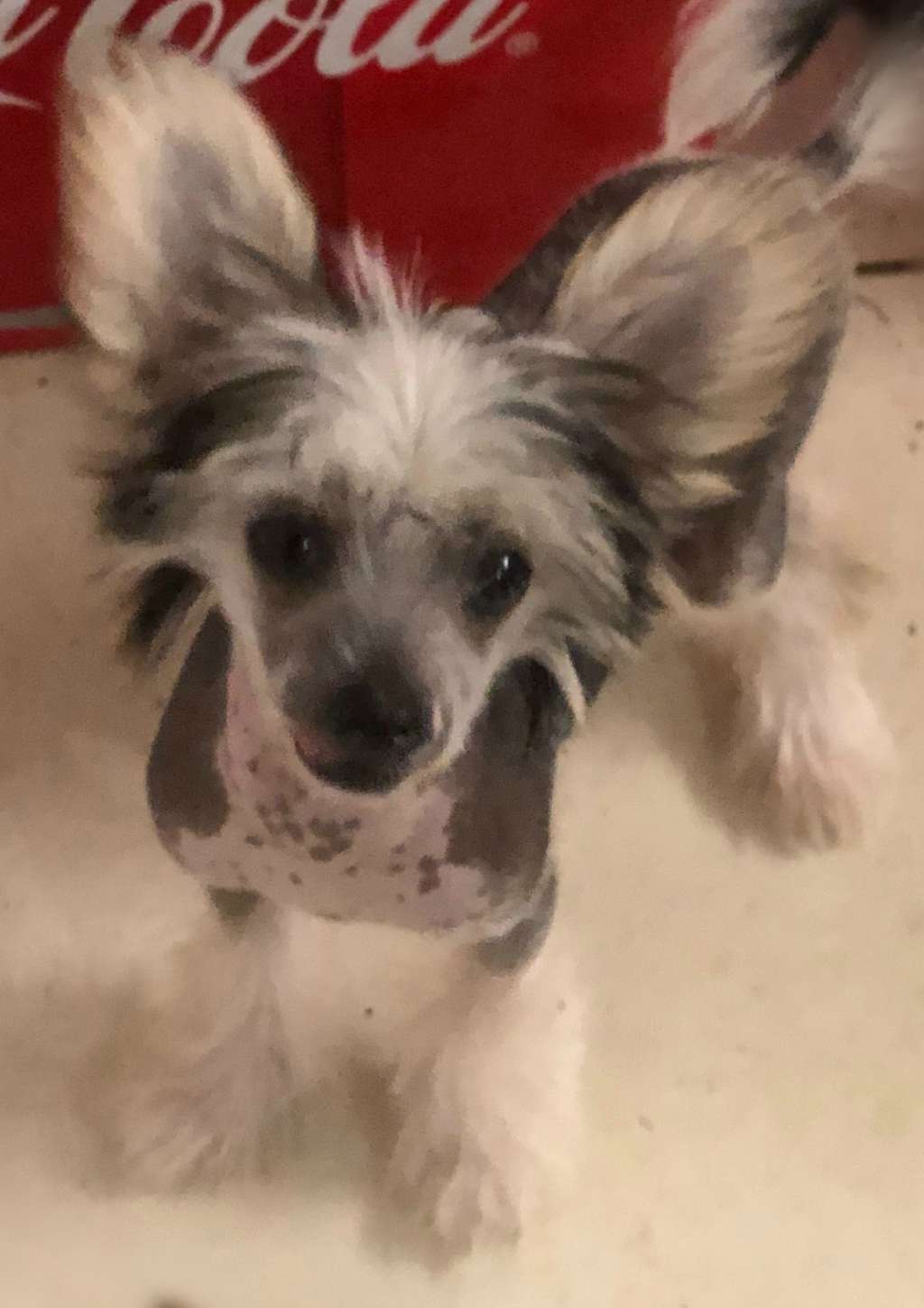 Cadiz Absolutely Furrbuless