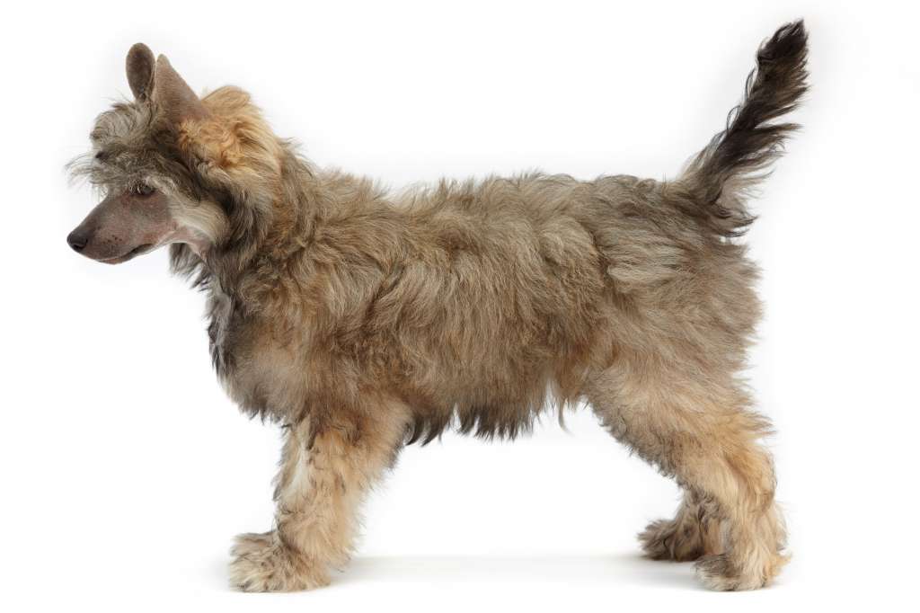 Rhythm Of Life Of Miracle Legacy