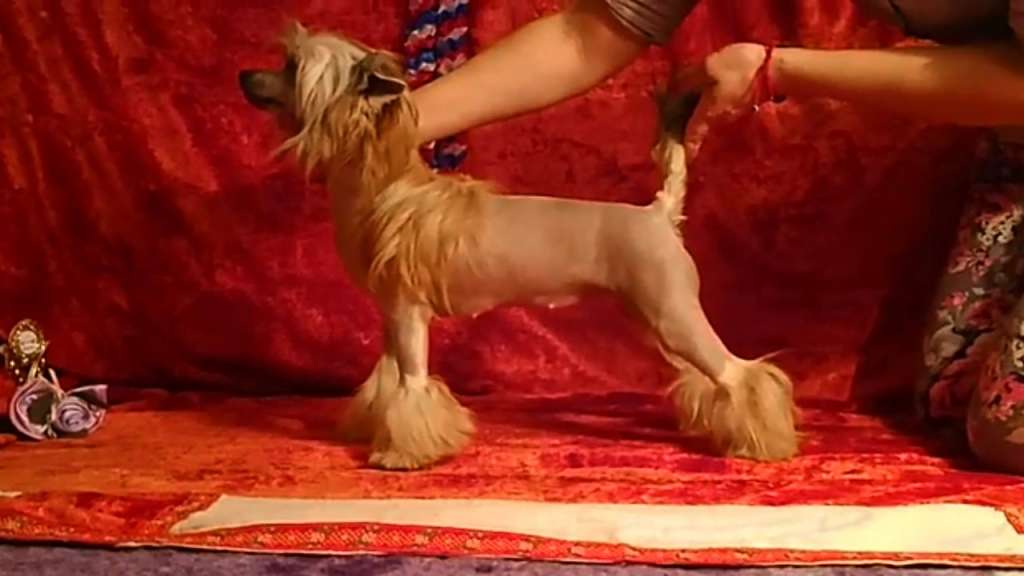 Rolana Family Nefertiti Born to Win