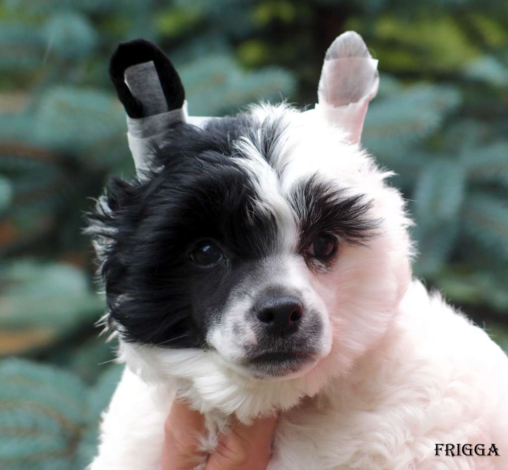 Frigga z Królestwa Agarthi