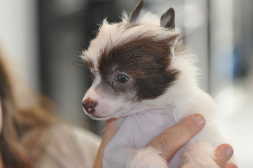 Venus Du Pré des trolls