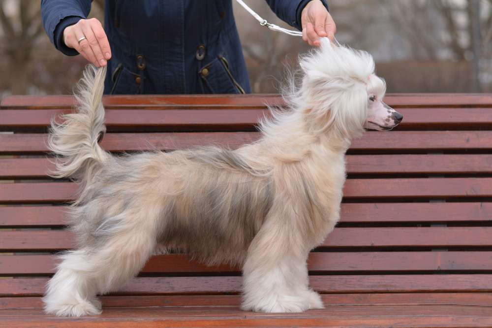 Sofiris Show Ignite My Fire