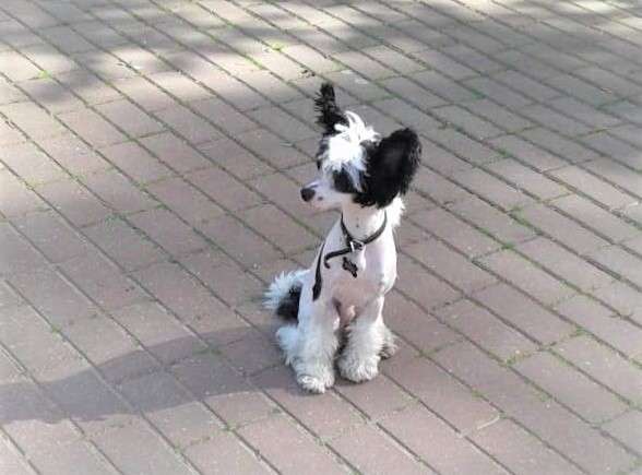 Sofiris Show In Love Again