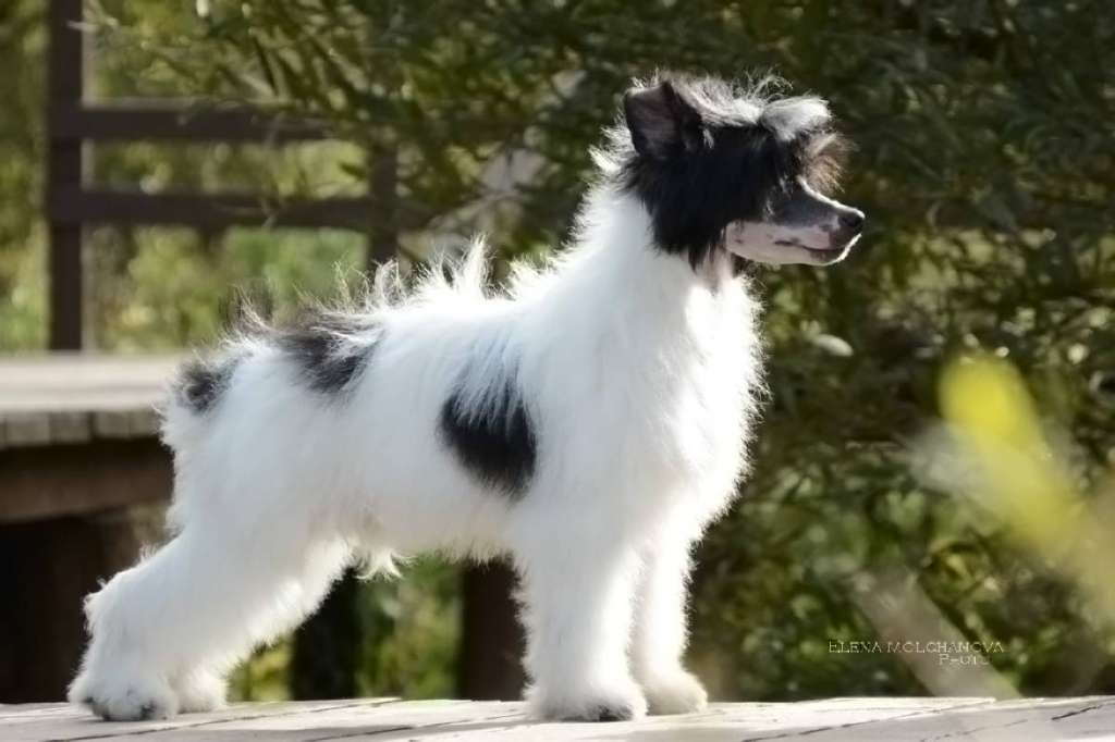 Sofiris Show Inside I'm Dancing