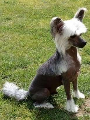 Charlie Chaplin Milfra-Moravia