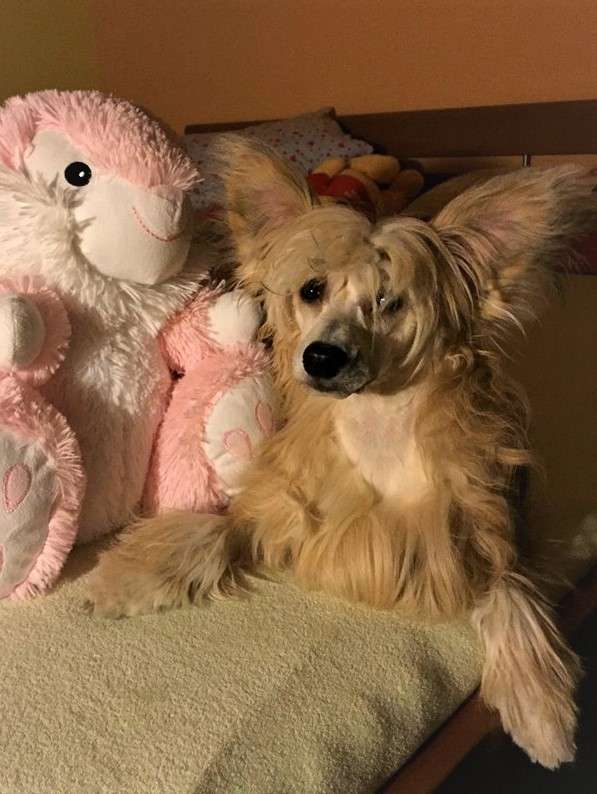 Chester Sid Milfra-Moravia