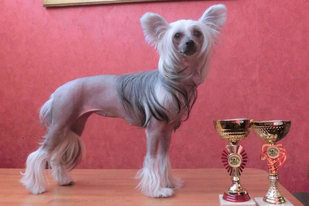 Cherrel Cassi Milfra-Moravia -