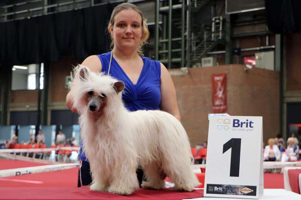 Stocky Rascals Raijcko