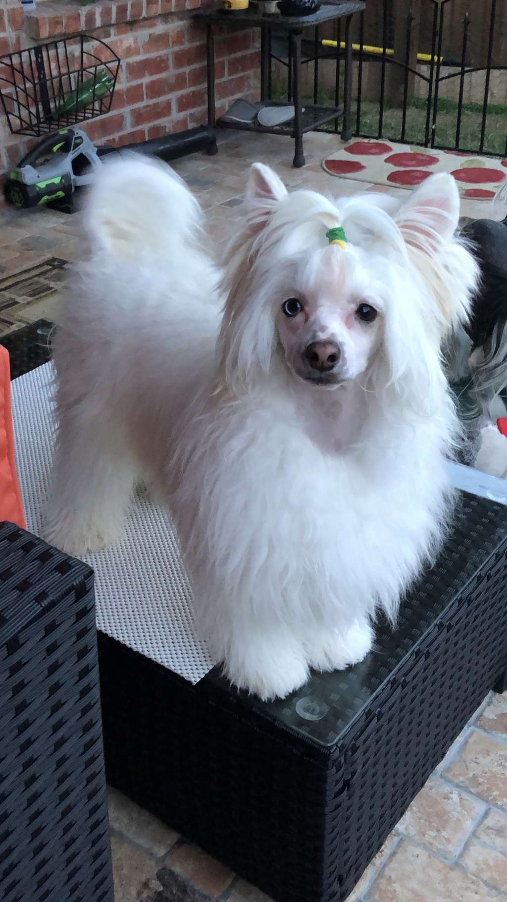 Umberto Tozzi Gattaca