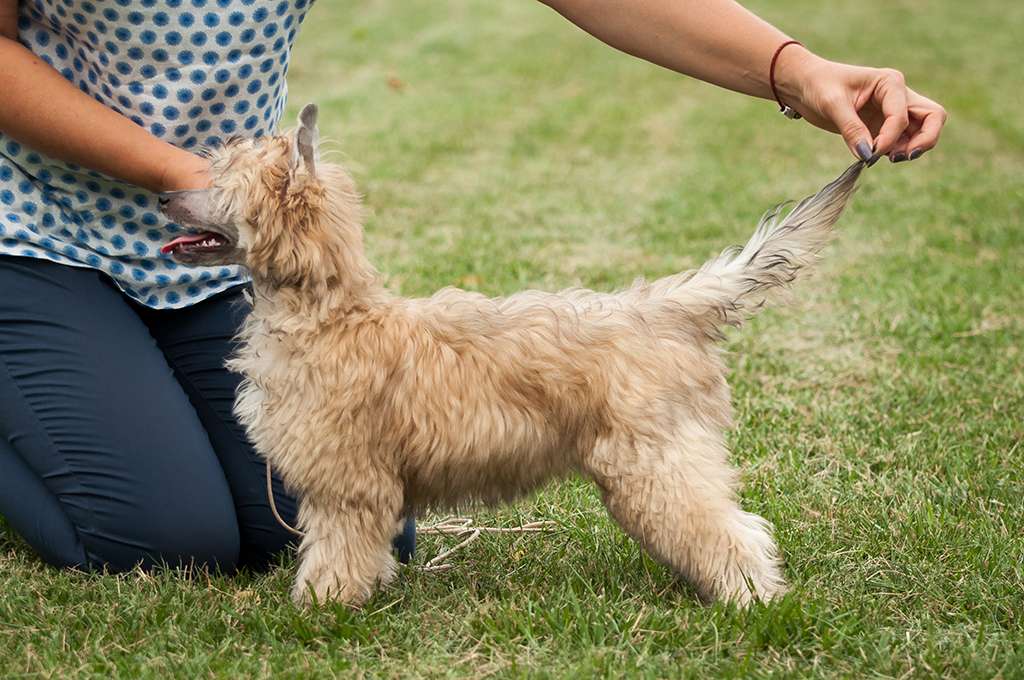 Gress Delta El Tiola