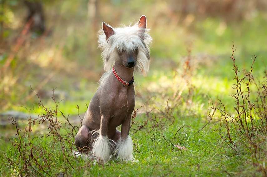 Guardian Drive El Tiola