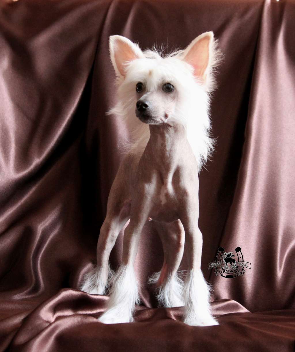 Courageous Oskar Furswood