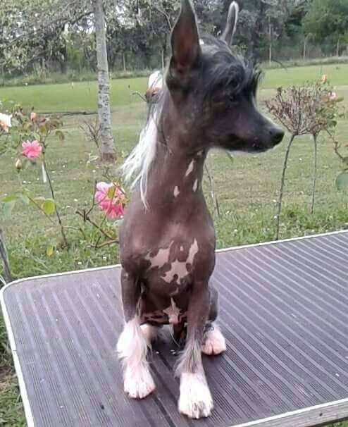 Patagonia Ranch Mike Tyson