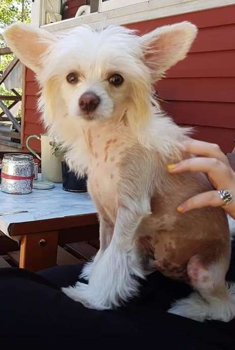 Epadalens Lonely Albert