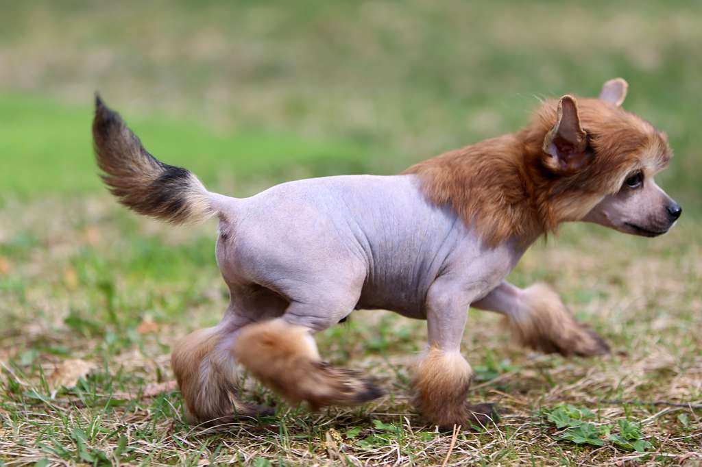 Incanto Del Mondo High-Level