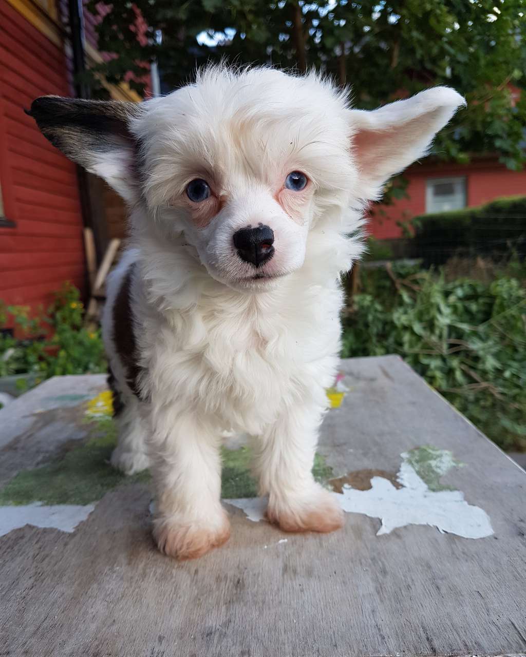 Ixtri's Your Greatest Happiness