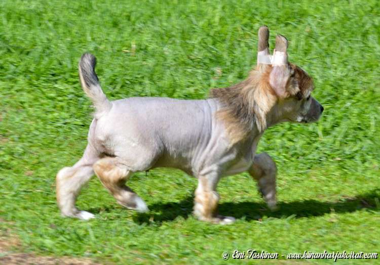 Old Chum's Singapore Sling