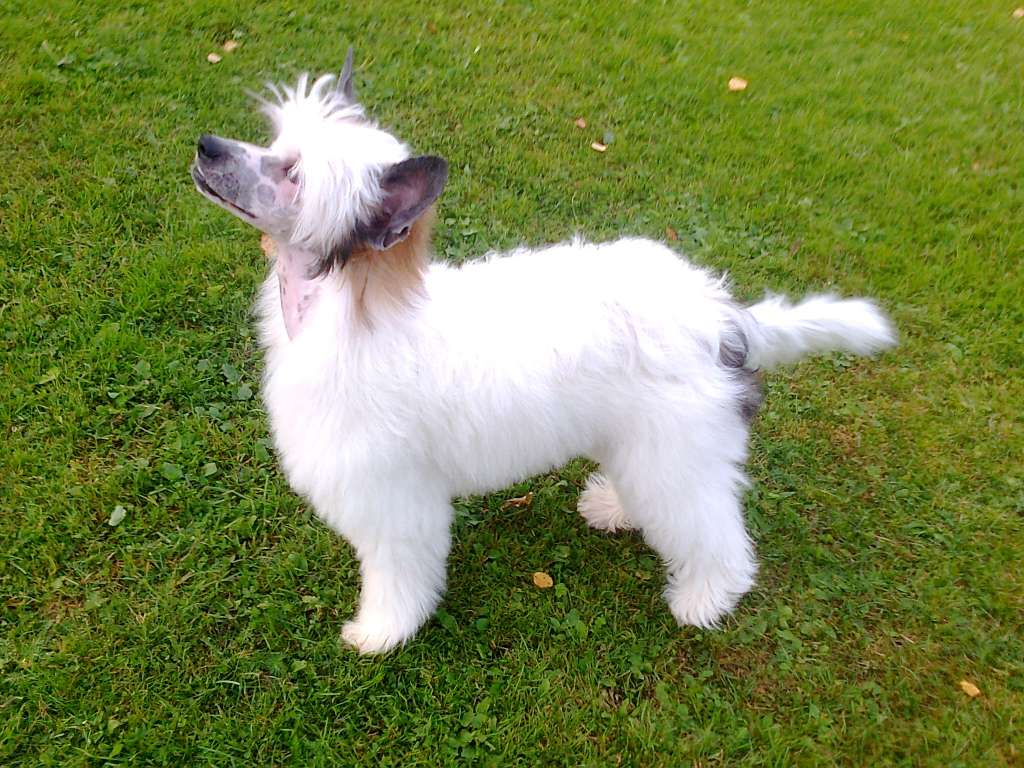 Old Chum's Surprise Surprise