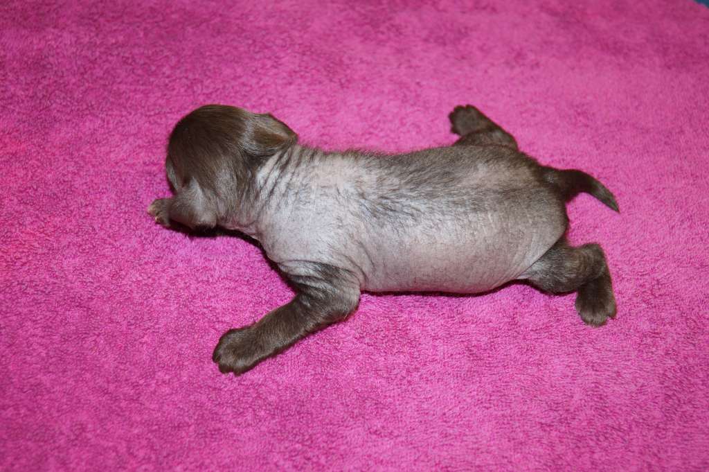 Sun Dan Made In Finland