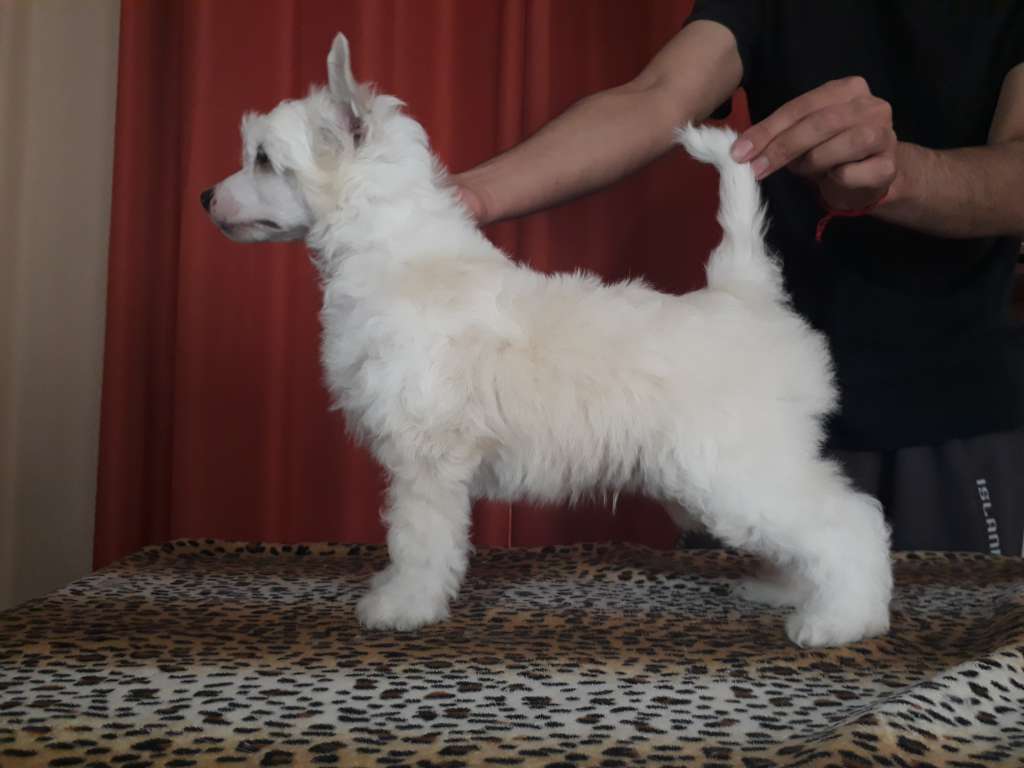 Cotton volkien vitas