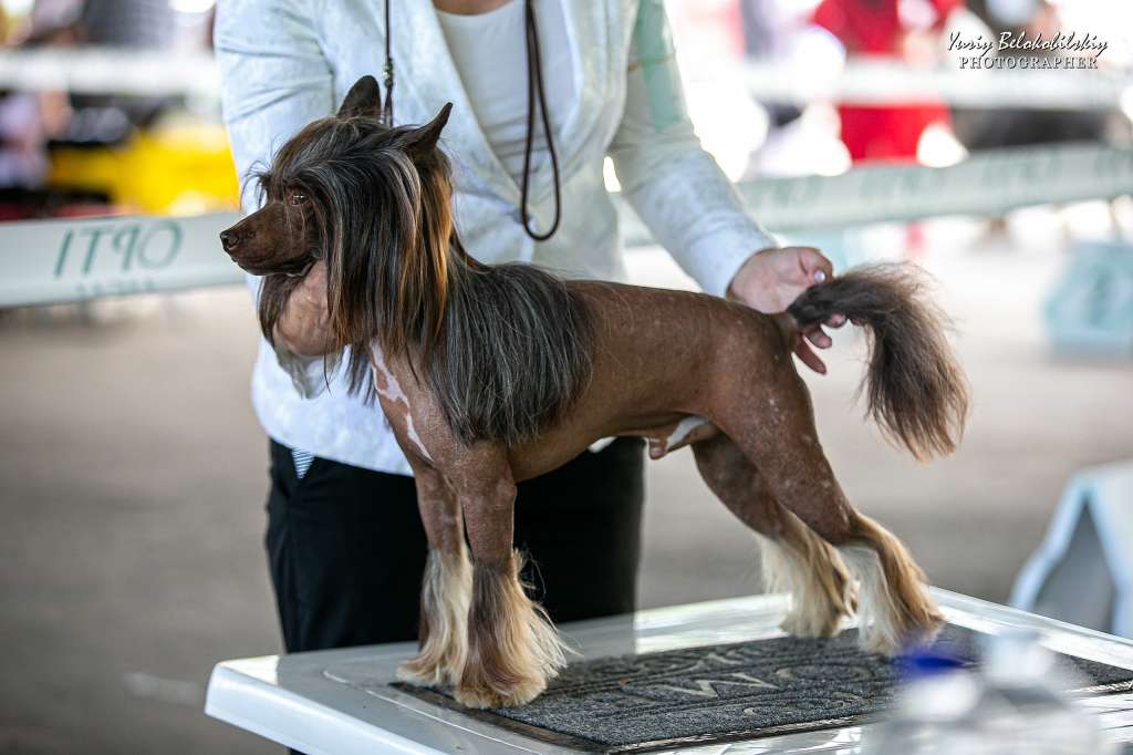 Revansh Parfair iz Clana Timurlana