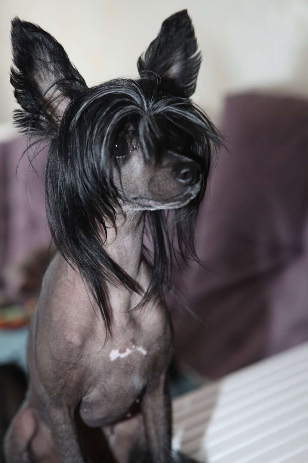 Feeriya Magic Iskra V Nochi