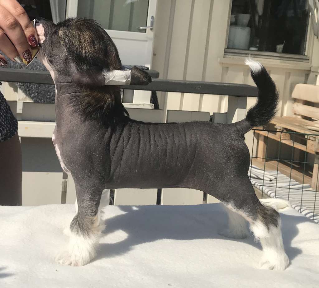 Absolute Souls Salsa