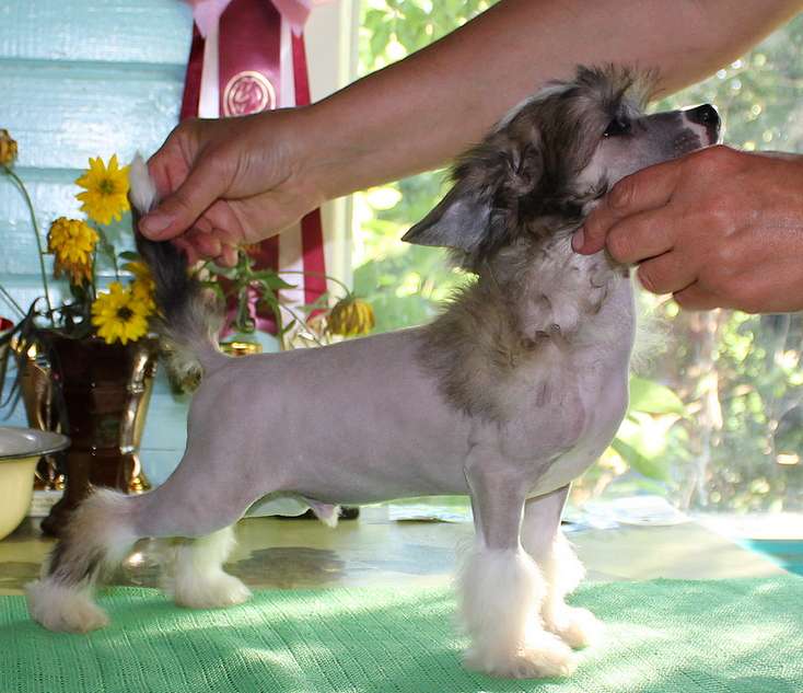 Angel O' Check Nikodim